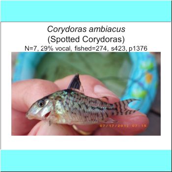 Corydoras ambiacus.png